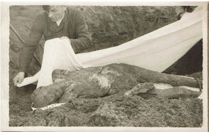 Germany Morbid WW II Postcard of exhumed body, To be given a decent burial.