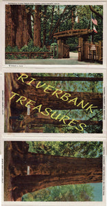 Curt Teich Santa Cruz county Big Trees Park postcard