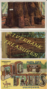 Curt Teich Santa Cruz county Big Trees Park postcard